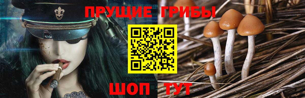 Миллерово  Галлюциногенные грибы прущие грибы  Галлюциногенные грибы GOLDEN TEACHER  Вход с VPN 